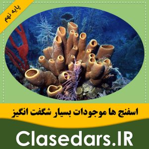 تحقیق درباره اسفنج ها