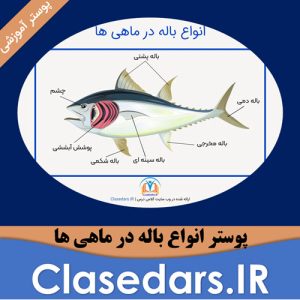 پوستر انواع باله در ماهی ها